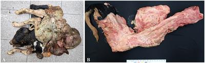 Case report: Investigation of genetic mutations in a case of schistosomus reflexus in a Holstein dairy cattle fetus in Korea